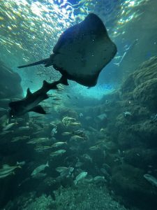 新江ノ島水族館