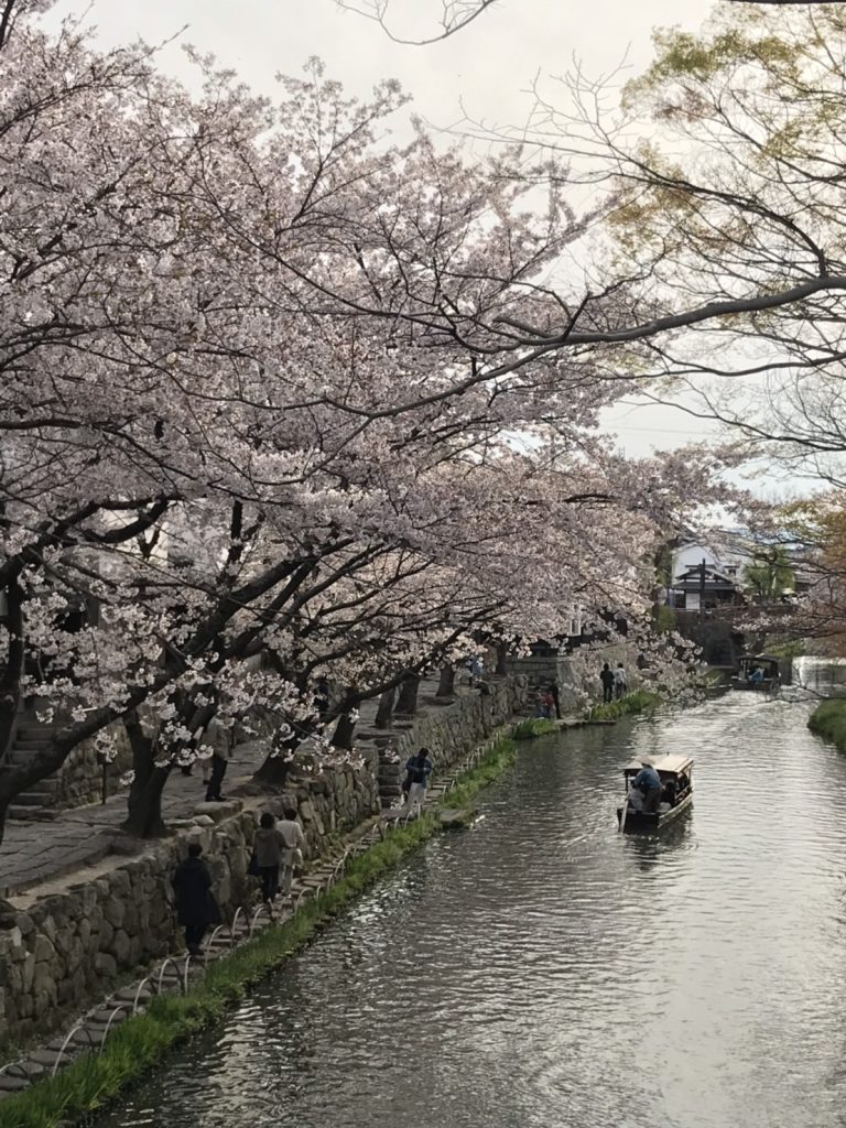 近江八幡水郷めぐり