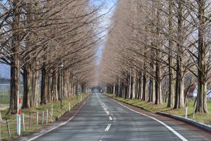 メタセコイア並木