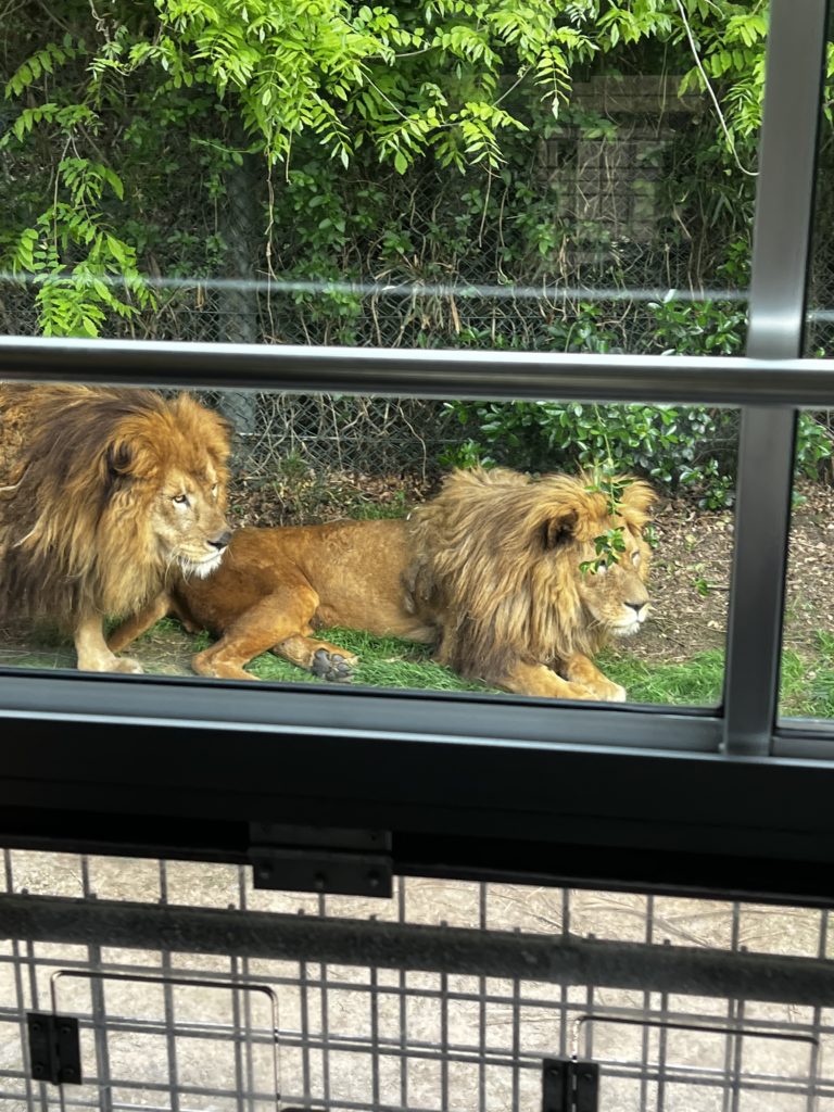 群馬サファリパーク