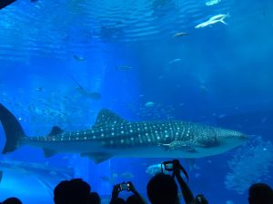 沖縄美ら海水族館