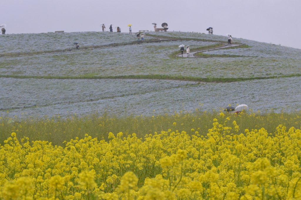ひたち海浜公園