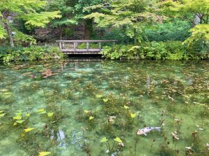 名もなき池（通称：モネの池）